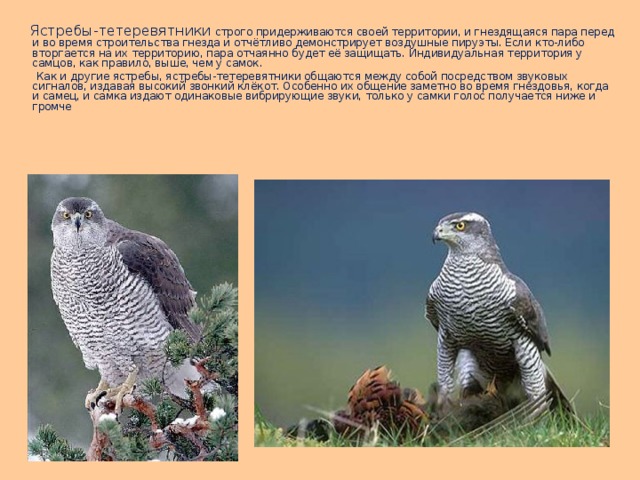  Ястребы-тетеревятники строго придерживаются своей территории, и гнездящаяся пара перед и во время строительства гнезда и отчётливо демонстрирует воздушные пируэты. Если кто-либо вторгается на их территорию, пара отчаянно будет её защищать. Индивидуальная территория у самцов, как правило, выше, чем у самок.  Как и другие ястребы, ястребы-тетеревятники общаются между собой посредством звуковых сигналов, издавая высокий звонкий клёкот. Особенно их общение заметно во время гнездовья, когда и самец, и самка издают одинаковые вибрирующие звуки, только у самки голос получается ниже и громче 