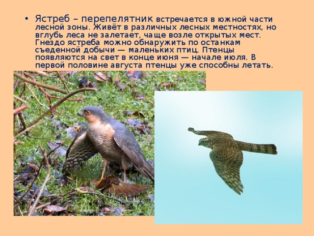 Ястреб – перепелятник встречается в южной части лесной зоны. Живёт в различных лесных местностях, но вглубь леса не залетает, чаще возле открытых мест. Гнездо ястреба можно обнаружить по останкам съеденной добычи — маленьких птиц. Птенцы появляются на свет в конце июня — начале июля. В первой половине августа птенцы уже способны летать. 