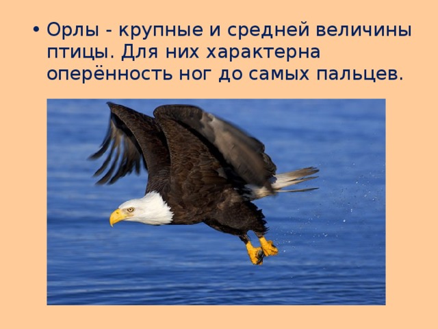 Орлы - крупные и средней величины птицы. Для них характерна оперённость ног до самых пальцев. 