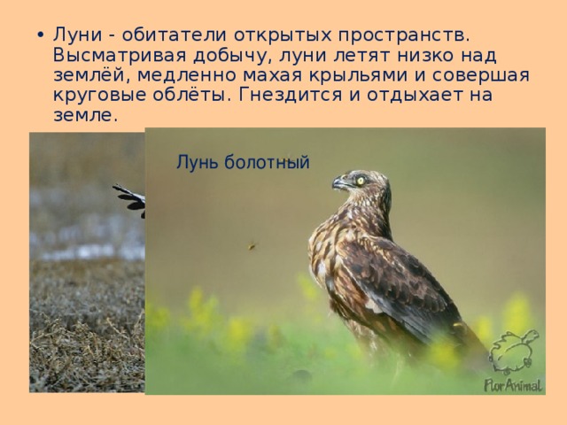 Луни - обитатели открытых пространств. Высматривая добычу, луни летят низко над землёй, медленно махая крыльями и совершая круговые облёты. Гнездится и отдыхает на земле. Лунь болотный Лунь полевой 