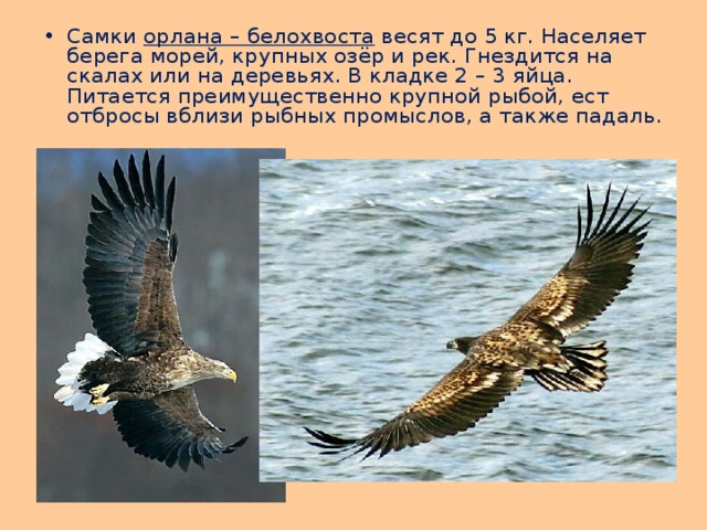 Самки орлана – белохвоста весят до 5 кг. Населяет берега морей, крупных озёр и рек. Гнездится на скалах или на деревьях. В кладке 2 – 3 яйца. Питается преимущественно крупной рыбой, ест отбросы вблизи рыбных промыслов, а также падаль. 