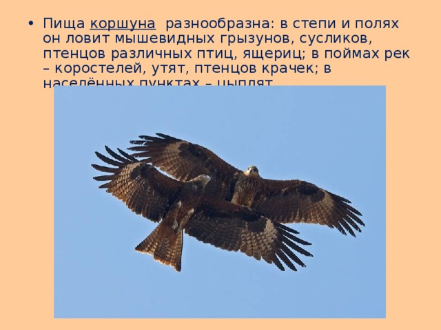 Пища коршуна разнообразна: в степи и полях он ловит мышевидных грызунов, сусликов, птенцов различных птиц, ящериц; в поймах рек – коростелей, утят, птенцов крачек; в населённых пунктах – цыплят. 
