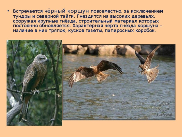 Встречается чёрный коршун повсеместно, за исключением тундры и северной тайги. Гнездится на высоких деревьях, сооружая крупные гнёзда, строительный материал которых постоянно обновляется. Характерная черта гнезда коршуна – наличие в них тряпок, кусков газеты, папиросных коробок. 