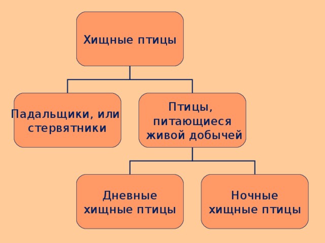 Хищные птицы Падальщики, или стервятники Птицы, питающиеся  живой добычей Дневные хищные птицы Ночные хищные птицы 