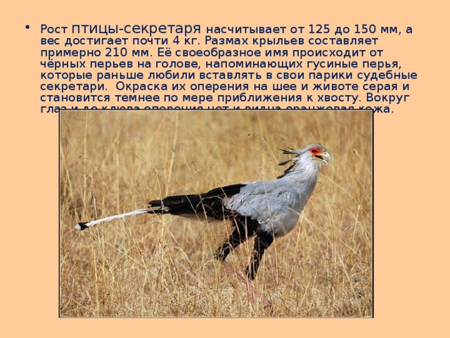 Рост птицы-секретаря насчитывает от 125 до 150 мм, а вес достигает почти 4 кг. Размах крыльев составляет примерно 210 мм. Её своеобразное имя происходит от чёрных перьев на голове, напоминающих гусиные перья, которые раньше любили вставлять в свои парики судебные секретари.  Окраска их оперения на шее и животе серая и становится темнее по мере приближения к хвосту. Вокруг глаз и до клюва оперения нет и видна оранжевая кожа. 