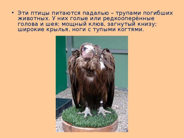 Эти птицы питаются падалью – трупами погибших животных. У них голые или редкооперённые голова и шея; мощный клюв, загнутый книзу; широкие крылья, ноги с тупыми когтями. 