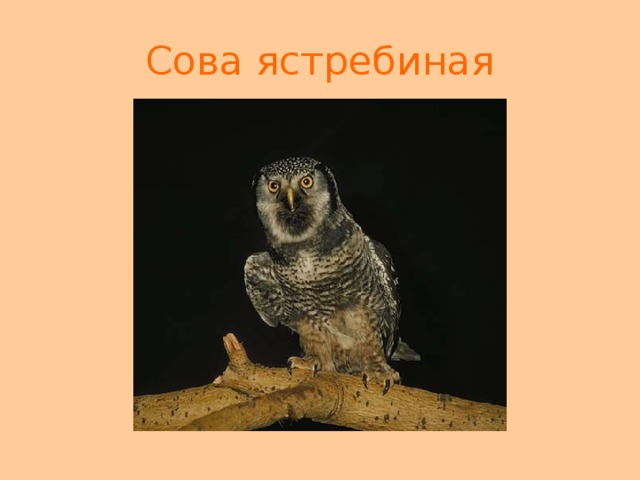 Сова ястребиная 