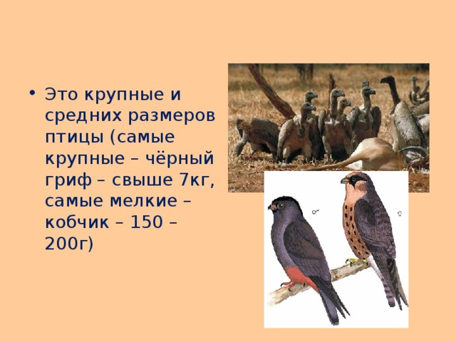 Это крупные и средних размеров птицы (самые крупные – чёрный гриф – свыше 7кг, самые мелкие – кобчик – 150 – 200г) 
