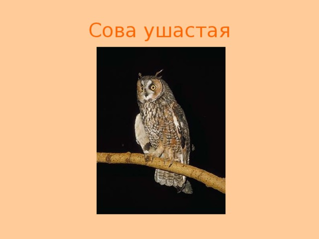 Сова ушастая 