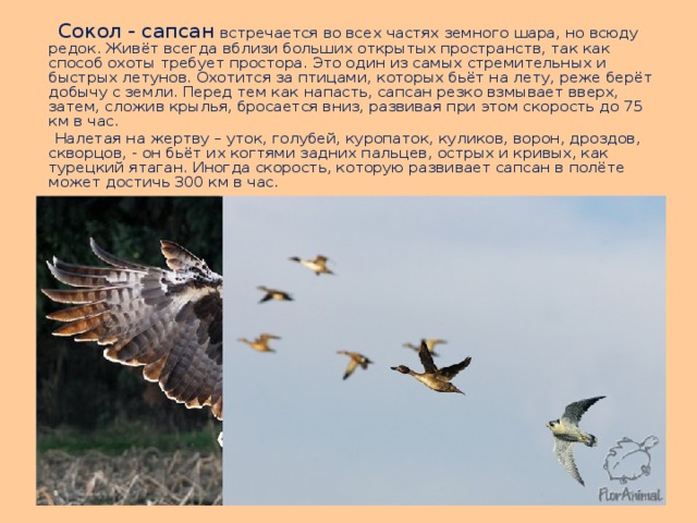  Сокол - сапсан встречается во всех частях земного шара, но всюду редок. Живёт всегда вблизи больших открытых пространств, так как способ охоты требует простора. Это один из самых стремительных и быстрых летунов. Охотится за птицами, которых бьёт на лету, реже берёт добычу с земли. Перед тем как напасть, сапсан резко взмывает вверх, затем, сложив крылья, бросается вниз, развивая при этом скорость до 75 км в час.  Налетая на жертву – уток, голубей, куропаток, куликов, ворон, дроздов, скворцов, - он бьёт их когтями задних пальцев, острых и кривых, как турецкий ятаган. Иногда скорость, которую развивает сапсан в полёте может достичь 300 км в час. 