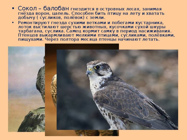 Сокол – балобан гнездится в островных лесах, занимая гнёзда ворон, цапель. Способен бить птицу на лету и хватать добычу ( сусликов, полёвок) с земли. Ремонтируют гнезда сухими ветками и побегами кустарника, лоток выстилают шерстью животных, кусочками сухой шкуры тарбагана, суслика. Самец кормит самку в период насиживания. Птенцов выкармливают мелкими птицами, сусликами, полёвками, пищухами. Через полтора месяца птенцы начинают летать. 