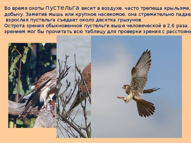 Во время охоты пустельга висит в воздухе, часто трепеща крыльями, и высматривает добычу. Заметив мышь или крупное насекомое, она стремительно падает вниз. За день  взрослая пустельга съедает около десятка грызунов. Острота зрения обыкновенной пустельги выше человеческой в 2,6 раза. Человек с таким зрением мог бы прочитать всю таблицу для проверки зрения с расстояния 90 метров. 