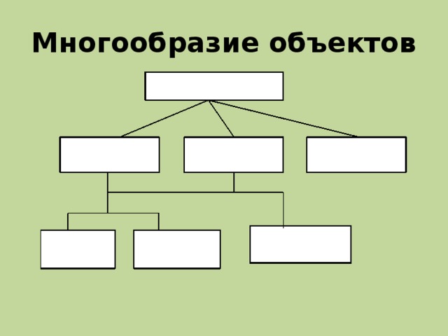 Многообразие объектов 
