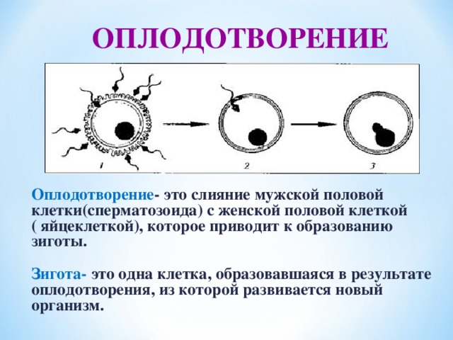 ОПЛОДОТВОРЕНИЕ Оплодотворение - это слияние мужской половой клетки(сперматозоида) с женской половой клеткой ( яйцеклеткой), которое приводит к образованию зиготы. Зигота- это одна клетка, образовавшаяся в результате оплодотворения, из которой развивается новый организм.