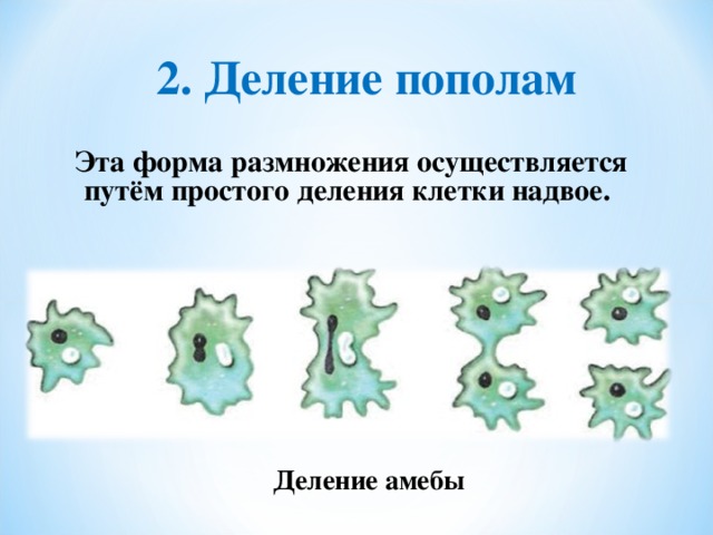 Формы размножения организмов бесполое размножение митоз 9 класс презентация