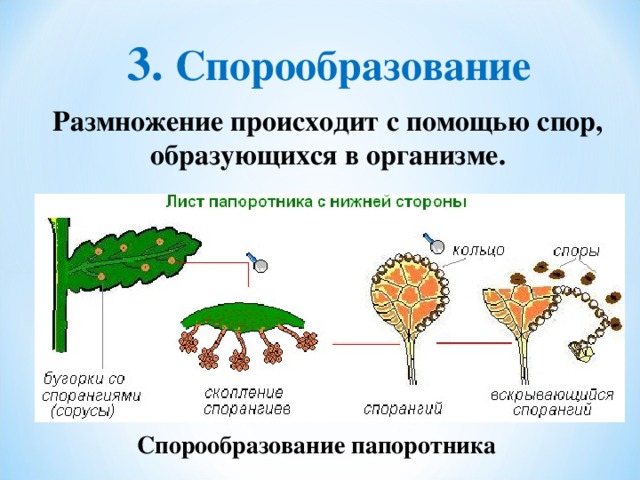 3. Спорообразование Размножение происходит с помощью спор, образующихся в организме. Спорообразование папоротника