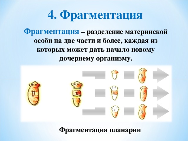 4. Фрагментация Фрагментация – разделение материнской особи на две части и более, каждая из которых может дать начало новому дочернему организму. Фрагментация планарии