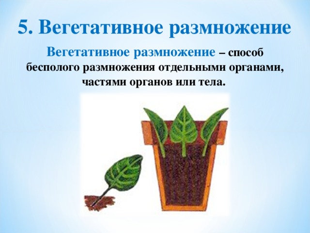 5. Вегетативное размножение Вегетативное размножение – способ бесполого размножения отдельными органами, частями органов или тела.