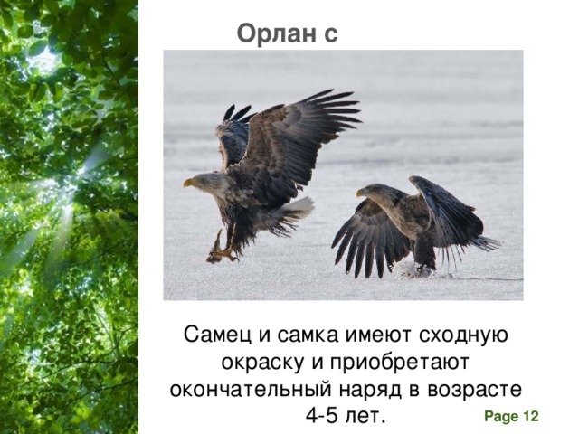  Орлан с подругой  Самец и самка имеют сходную окраску и приобретают окончательный наряд в возрасте  4-5 лет. 