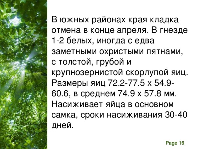 В южных районах края кладка отмена в конце апреля. В гнезде 1-2 белых, иногда с едва заметными охристыми пятнами, с толстой, грубой и крупнозернистой скорлупой яиц. Размеры яиц 72.2-77.5 x 54.9-60.6, в среднем 74.9 x 57.8 мм. Насиживает яйца в основном самка, сроки насиживания 30-40 дней.  