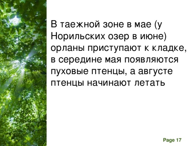 В таежной зоне в мае (у Норильских озер в июне) орланы приступают к кладке, в середине мая появляются пуховые птенцы, а августе птенцы начинают летать 