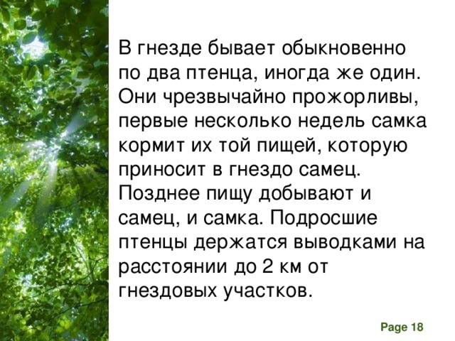 В гнезде бывает обыкновенно по два птенца, иногда же один. Они чрезвычайно прожорливы, первые несколько недель самка кормит их той пищей, которую приносит в гнездо самец. Позднее пищу добывают и самец, и самка. Подросшие птенцы держатся выводками на расстоянии до 2 км от гнездовых участков.  