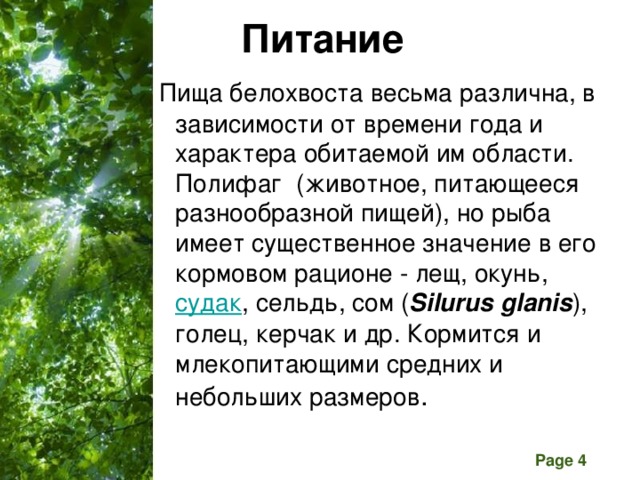 Питание  Пища белохвоста весьма различна, в зависимости от времени года и характера обитаемой им области. Полифаг  (животное, питающееся разнообразной пищей), но рыба имеет существенное значение в его кормовом рационе - лещ, окунь,  судак , сельдь, сом ( Silurus glanis ), голец, керчак и др. Кормится и млекопитающими средних и небольших размеров . 