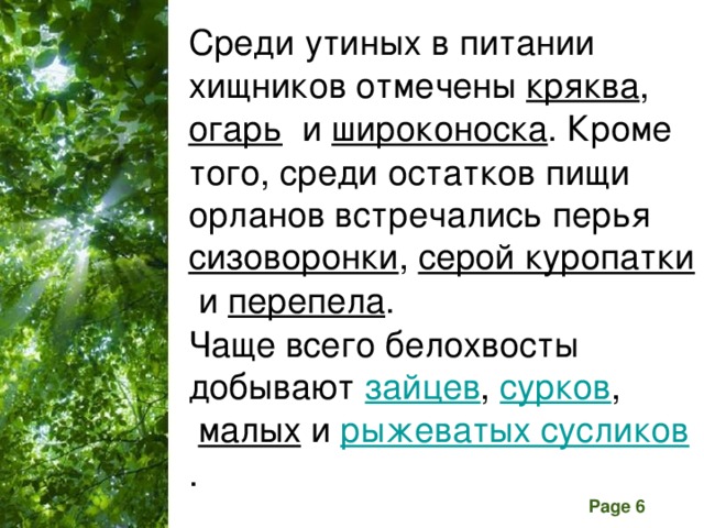 Среди утиных в питании хищников отмечены  кряква ,  огарь   и  широконоска . Кроме того, среди остатков пищи орланов встречались перья  сизоворонки ,  серой куропатки  и  перепела .  Чаще всего белохвосты добывают  зайцев ,  сурков ,   малых   и  рыжеватых сусликов . 