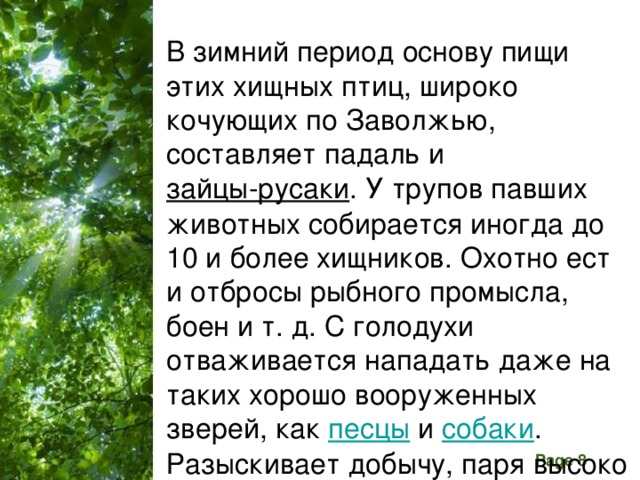 В зимний период основу пищи этих хищных птиц, широко кочующих по Заволжью, составляет падаль и  зайцы-русаки . У трупов павших животных собирается иногда до 10 и более хищников. Охотно ест и отбросы рыбного промысла, боен и т. д. С голодухи отваживается нападать даже на таких хорошо вооруженных зверей, как  песцы  и собаки . Разыскивает добычу, паря высоко в воздухе.   