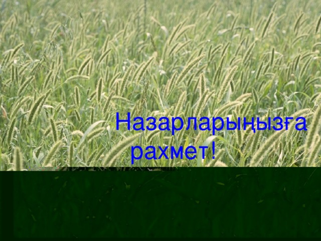   Назарларыңызға рахмет! 