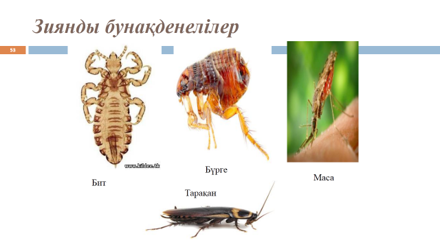 Тура даму және түрленіп даму презентация