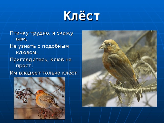 Птичку трудно, я скажу вам, Не узнать с подобным клювом. Приглядитесь, клюв не прост, Им владеет только клёст. 