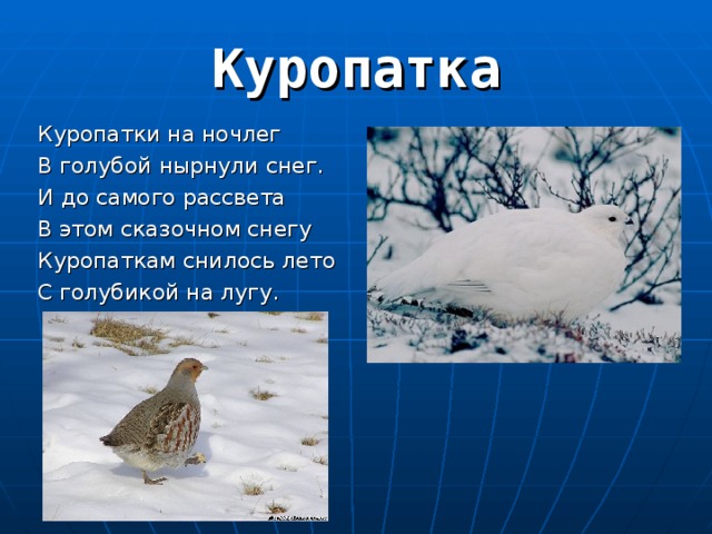 Куропатки на ночлег В голубой нырнули снег. И до самого рассвета В этом сказочном снегу Куропаткам снилось лето С голубикой на лугу. 