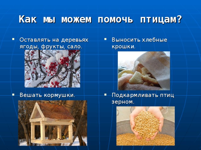 Как мы можем помочь птицам? Оставлять на деревьях ягоды, фрукты, сало.      Вешать кормушки. Выносить хлебные крошки.      Подкармливать птиц зерном. 