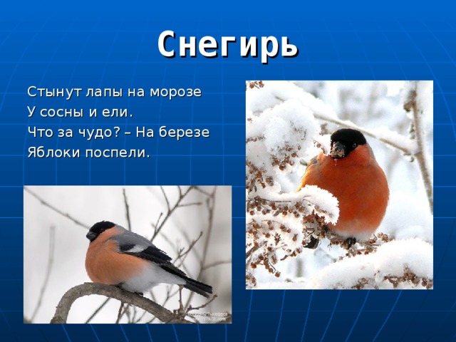 Стынут лапы на морозе У сосны и ели. Что за чудо? – На березе Яблоки поспели. 