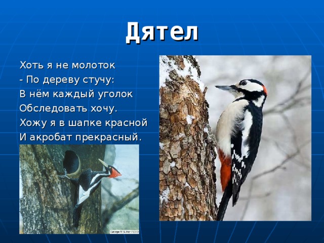 Хоть я не молоток - По дереву стучу: В нём каждый уголок Обследовать хочу. Хожу я в шапке красной И акробат прекрасный. 
