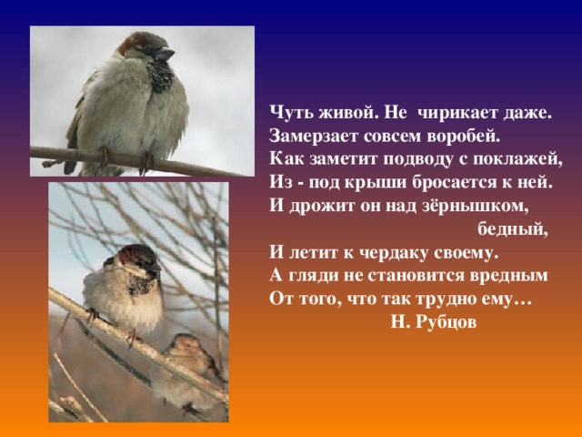 Немного жив. Чуть живой не чирикает даже замерзает совсем. Чуть живой не чирикает. Воробей чуть живой не чирикает даже. Чуть живой не чирикает даже замерзает совсем Воробей.