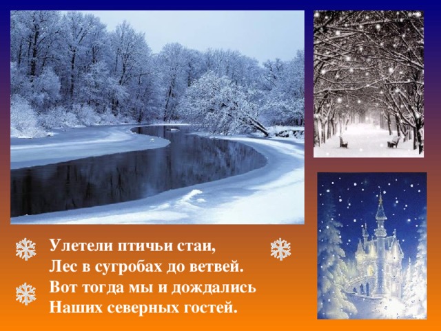 Улетели птичьи стаи, Лес в сугробах до ветвей. Вот тогда мы и дождались Наших северных гостей. 