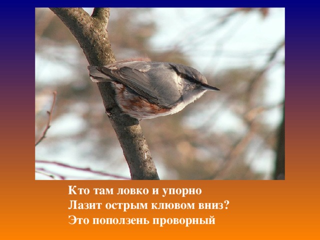 Кто там ловко и упорно Лазит острым клювом вниз? Это поползень проворный 