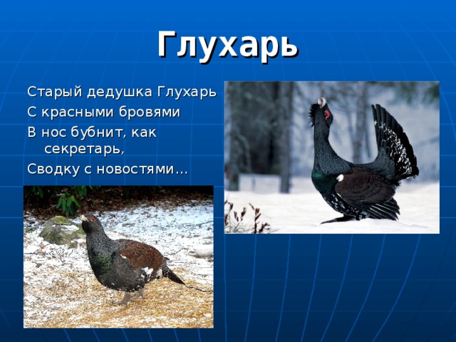 Старый дедушка Глухарь С красными бровями В нос бубнит, как секретарь, Сводку с новостями… 