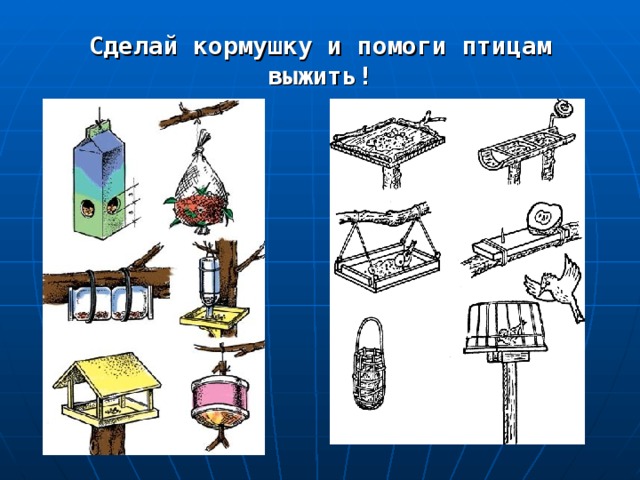 Сделай кормушку и помоги птицам выжить! 