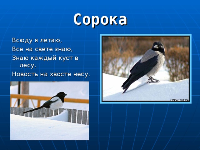 Всюду я летаю, Все на свете знаю, Знаю каждый куст в лесу, Новость на хвосте несу. 
