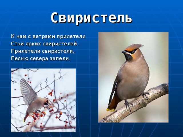 К нам с ветрами прилетели Стаи ярких свиристелей. Прилетели свиристели, Песню севера запели. 