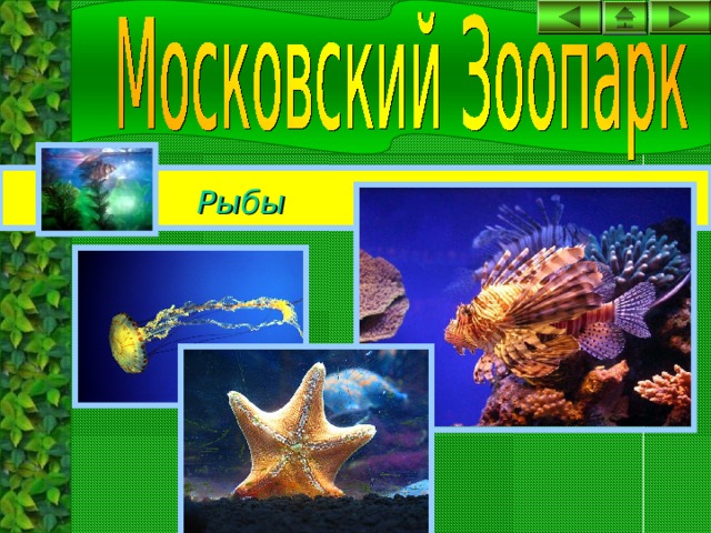 Рыбы 