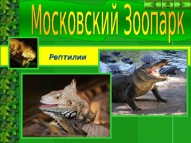 Рептилии 