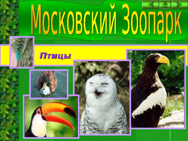 Птицы 