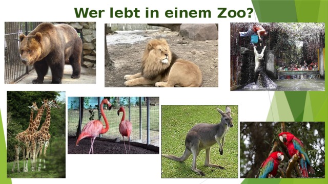 Wer lebt in einem Zoo? 