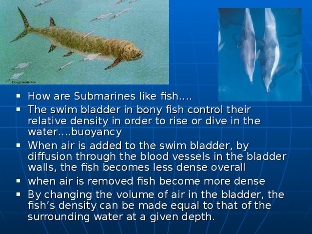 How are Submarines like fish…. The swim bladder in bony fish control their relative density in order to rise or dive in the water….buoyancy When air is added to the swim bladder, by diffusion through the blood vessels in the bladder walls, the fish becomes less dense overall when air is removed fish become more dense By changing the volume of air in the bladder, the fish’s density can be made equal to that of the surrounding water at a given depth. Air bladder when pulled up to quickly  