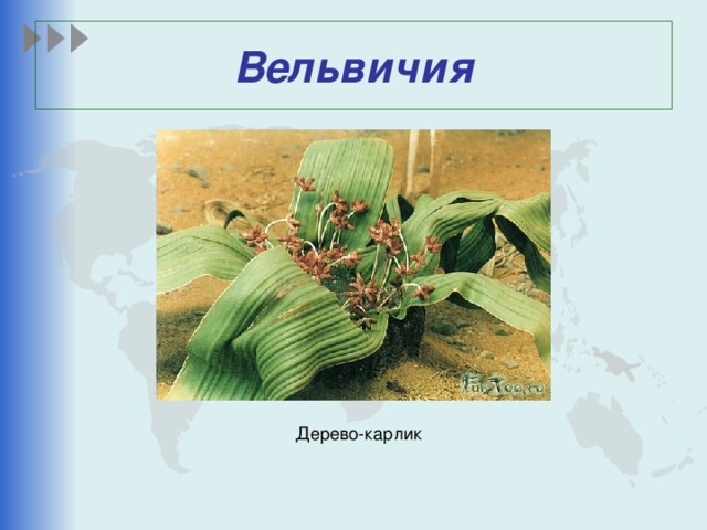 Вельвичия Дерево-карлик 