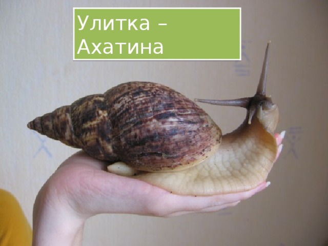 Улитка – Ахатина 